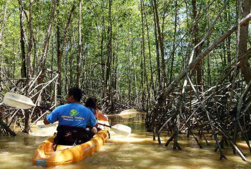 mangrove kayak tour manuel antonio costa rica mangrove kayak tour manuel antonio costa rica