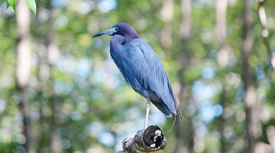 damas island nature boat tour quepos costa rica