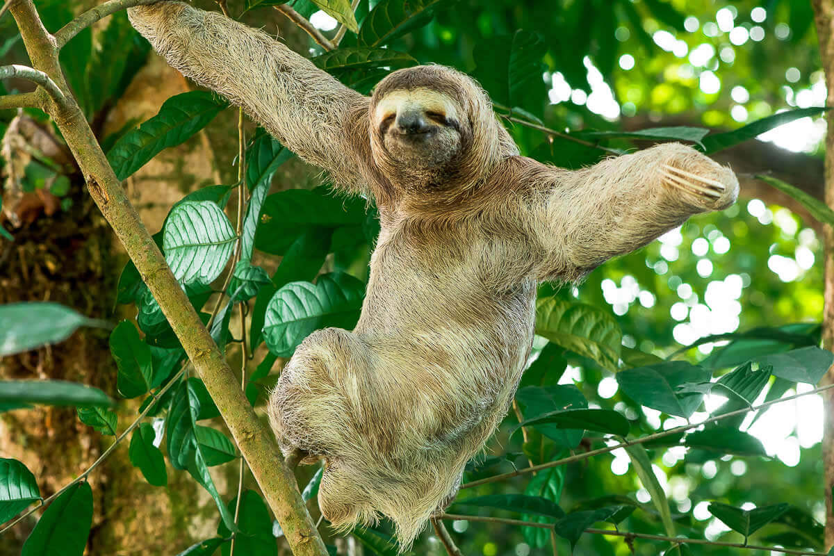 damas island boat tour half day quepos costa rica damas island boat tour half day quepos costa rica