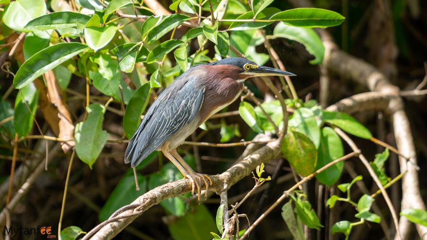 birdwatching boat tour half day damas island mangrove quepos costa rica