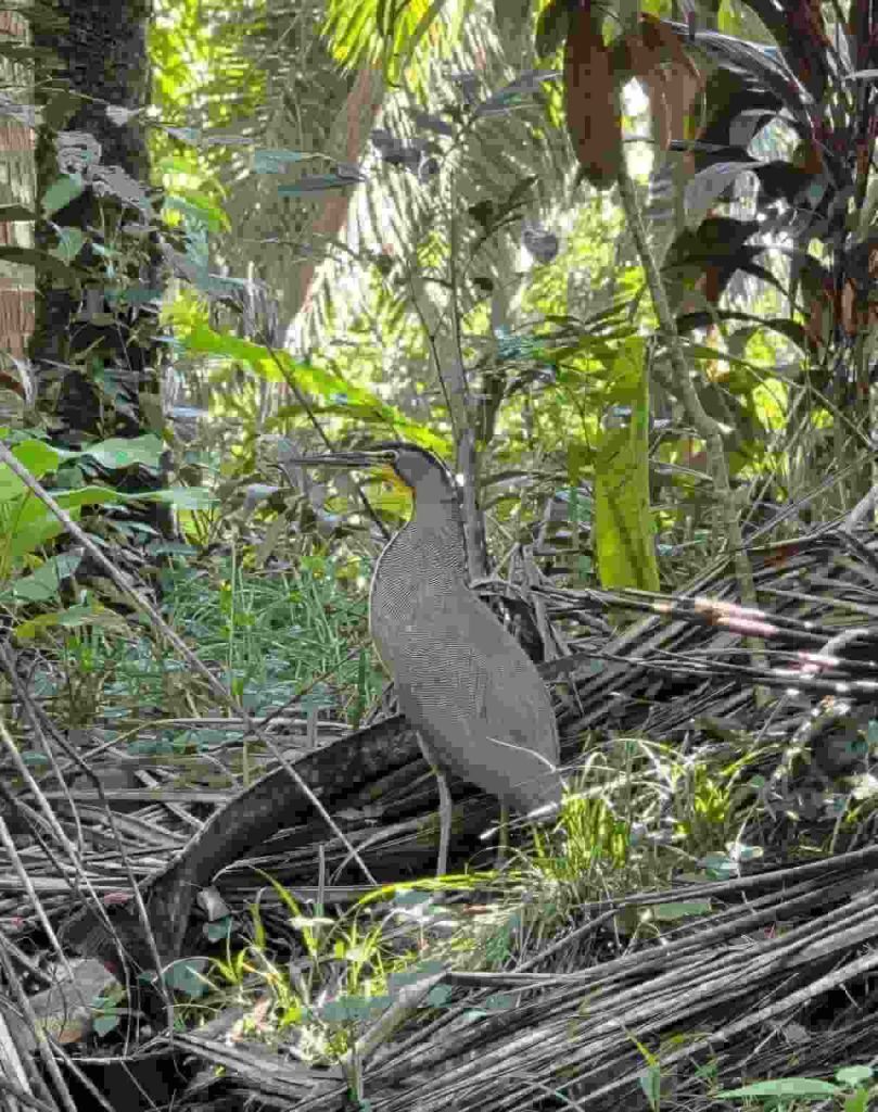 mangrove boat tour manuel antonio
