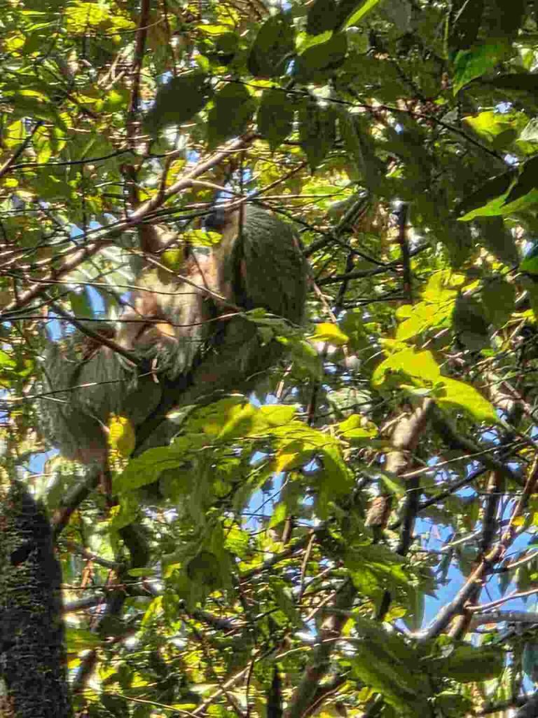mangrove boat tour manuel antonio