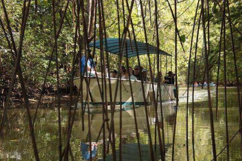 mangrove boat tour manuel antonio
