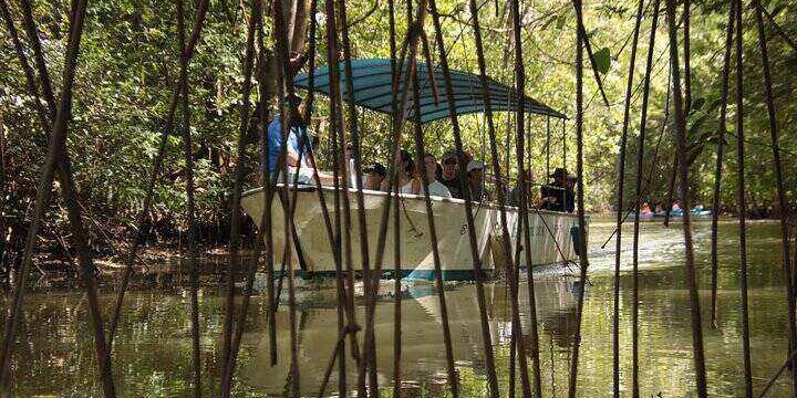 mangrove boat tour manuel antonio